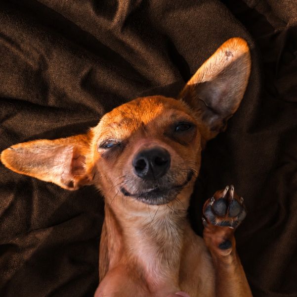 A small dog with large ears lying relaxed on a brown blanket.