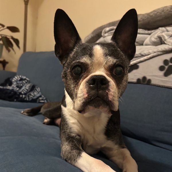 Close-up of a Boston Terrier on a blue couch.