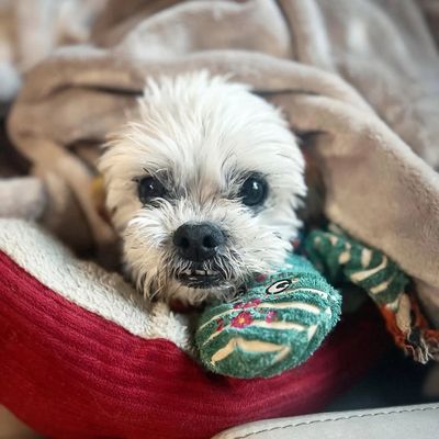 Small white dog wrapped in a blanket with a green toy.