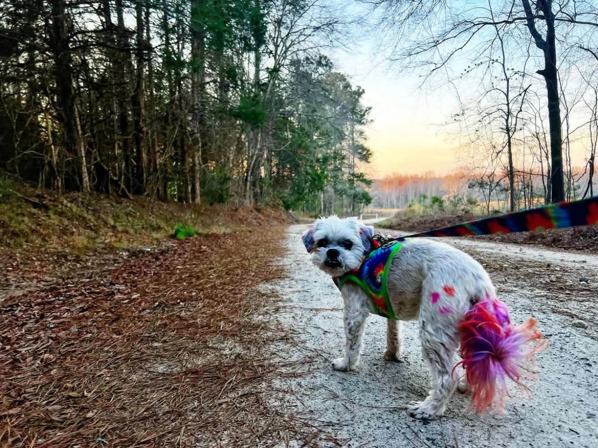 Small white dog with colorful tail on a woodland path.