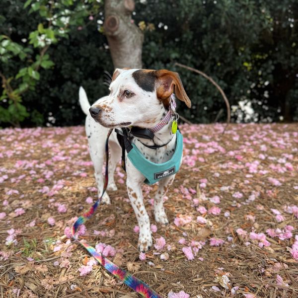 Spotted dog with a teal harness standing on a path covered in pink flower petals.