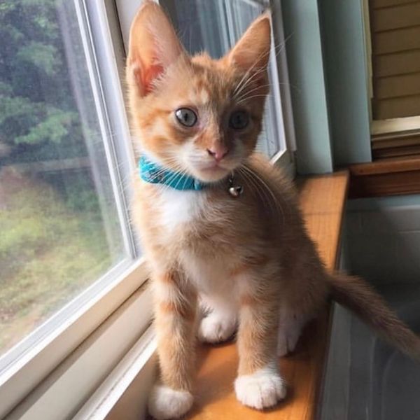 Orange kitten with a blue collar by the window.