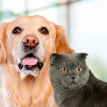 Perro y gato.