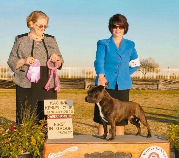 Group Winning AKC Staffordshire Bull Terrier