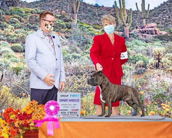 AKC Champion Staffordshire Bull Terrier