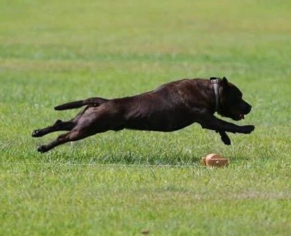 Performance AKC Staffordshire Bull Terrier