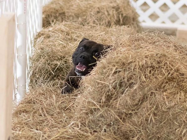 Obedience and Performance Staffordshire Bull Terriers.