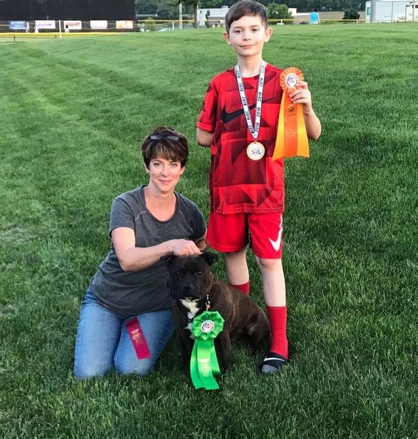 AKC Obedience Staffordshire Bull Terrier