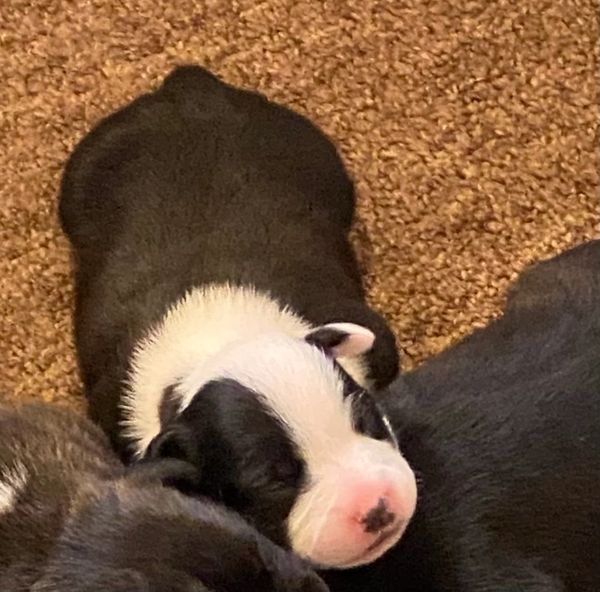 Staffordshire Bull Terrier puppy