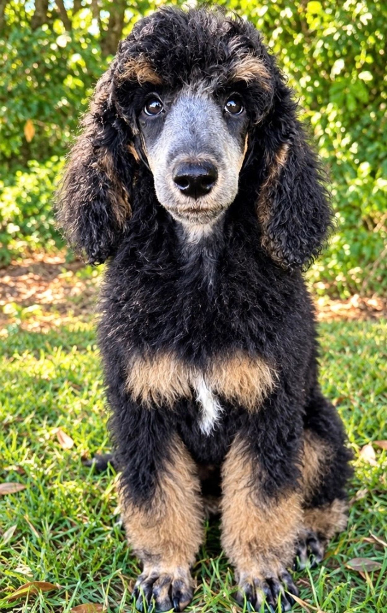 Curly black and tan puppy sitting on grass.