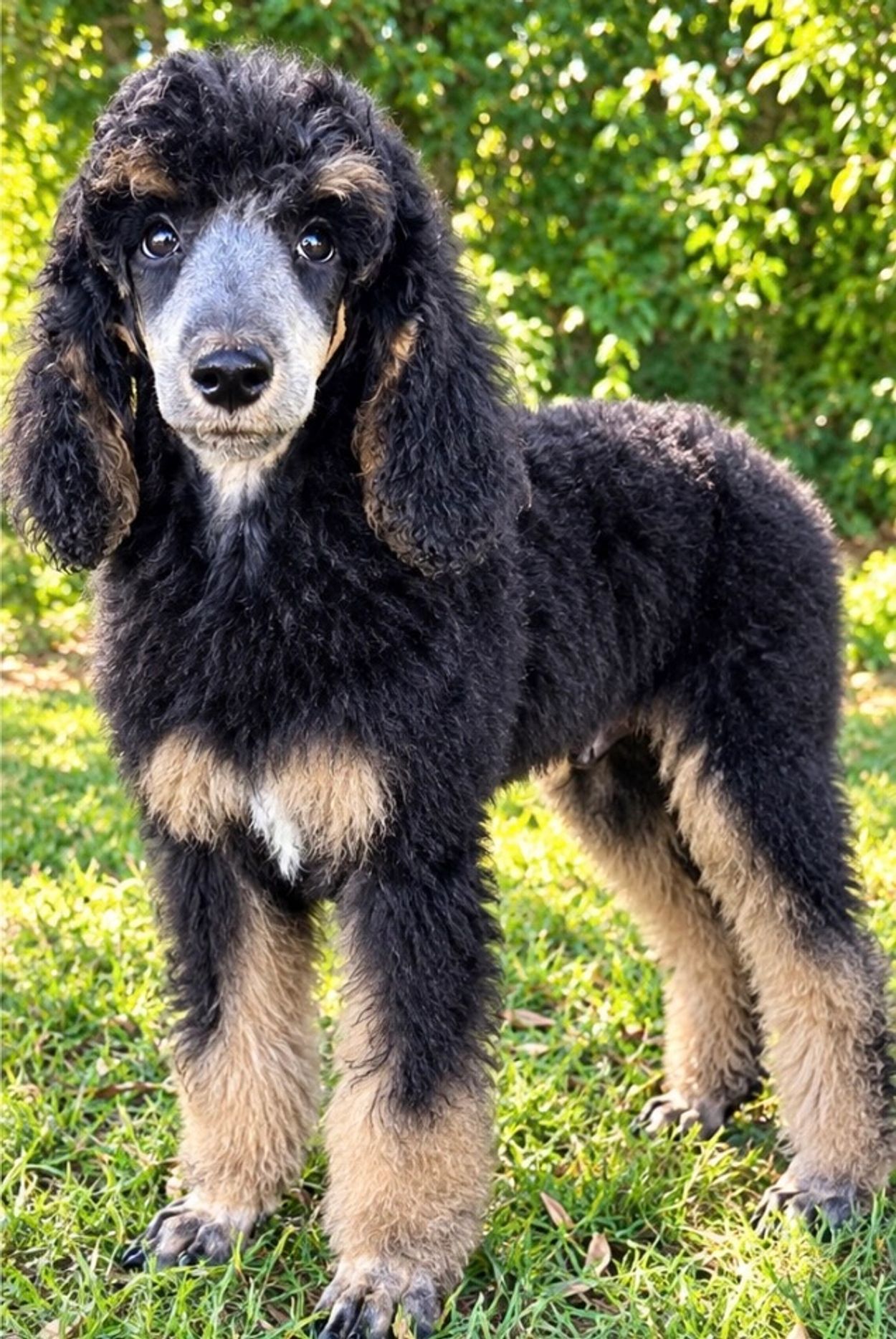 Curly black and tan poodle puppy standing on grass.