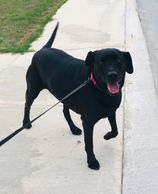 Milly going on a walk!