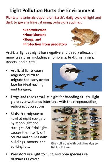 Poster shows how light pollution interferes with animal migration, food, reproduction, and sleep.