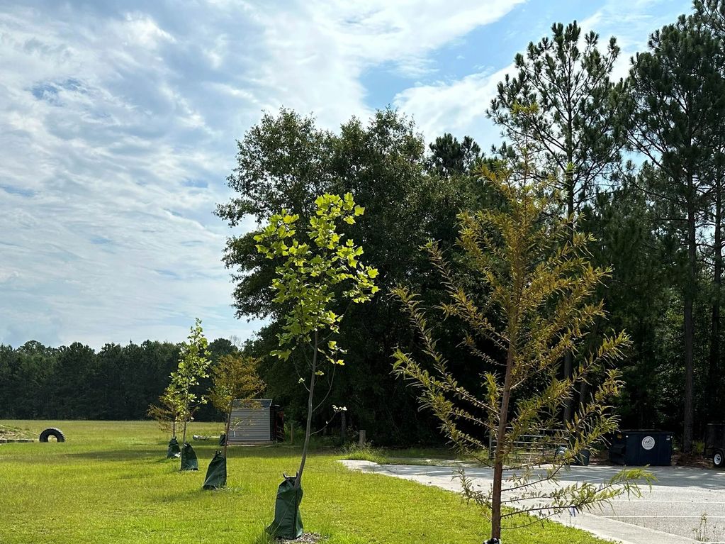 Native 8 foot tall trees newly planted by Effingham Georgia Green and the Savannah Tree Foundation.