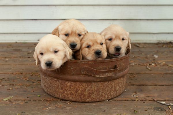 Golden Retriever Puppies for Sale in South Dakota