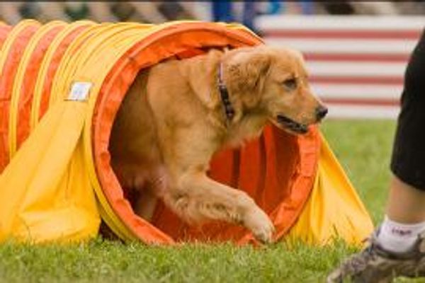 Golden Retriever Breeders in South Dakota