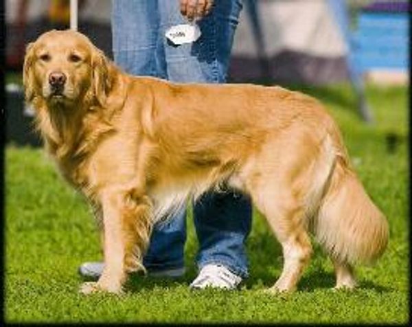 Golden Retriever Breeders in Iowa