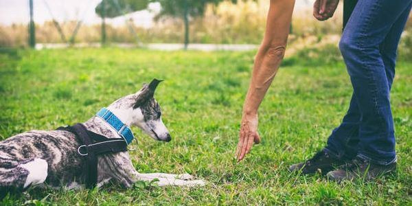 best Portland Oregon dog training. The Dog Way