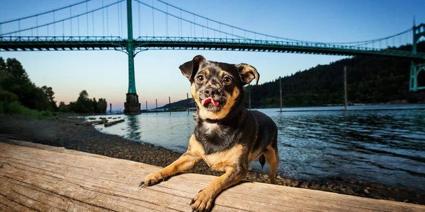 Expert Portland Oregon Dog Training
