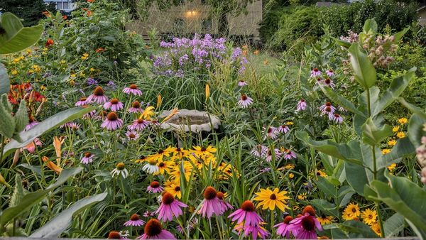 A freeform Native Garden using local, sustainable,  plant habitats to serve birds and pollinators.