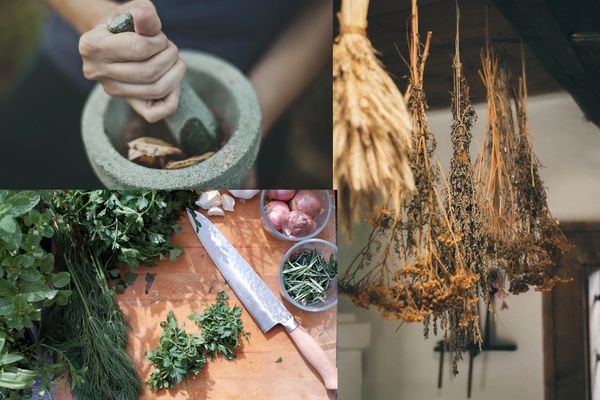 Culinary and Herbal Garden's produce can be processed and used fresh, dried or mulled  into a paste.