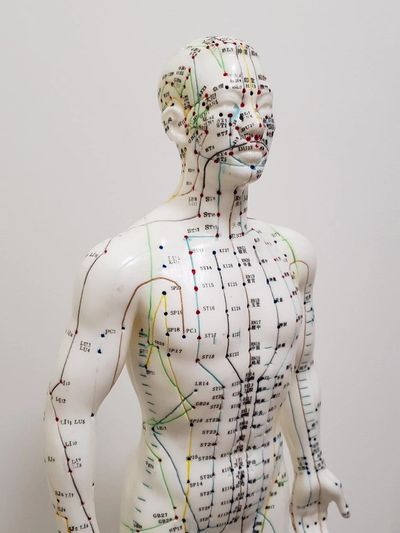 Traditional Chinese Medicine (TCM) Acupuncture points and meridians on a model