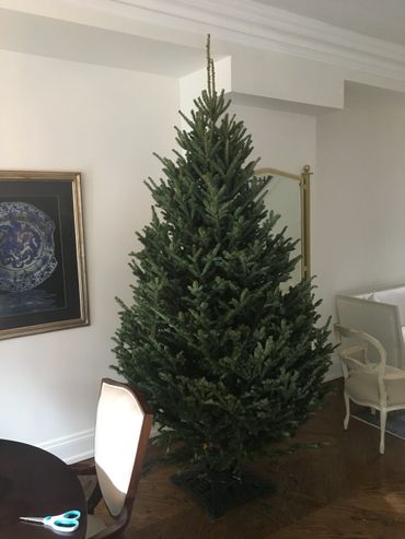 7' No.1 Grade Fraser Fir Christmas Tree