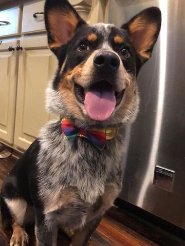 #artcamp #kidsartclass  #paintingforkids #funkidsart #digitalartcampraleigh #digitalartraleigh #art