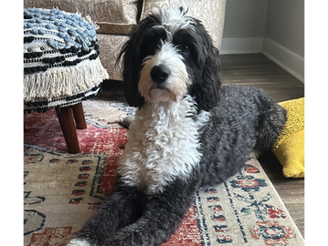 #artcamp #kidsartclass  #paintingforkids #funkidsart #digitalartcampraleigh #digitalartraleigh #art