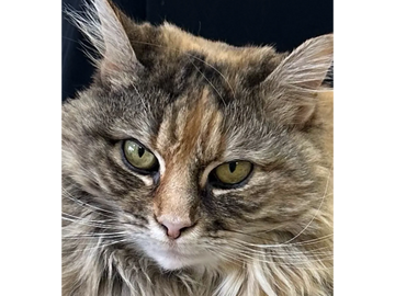 #artcamp #kidsartclass  #paintingforkids #funkidsart #digitalartcampraleigh #digitalartraleigh #art