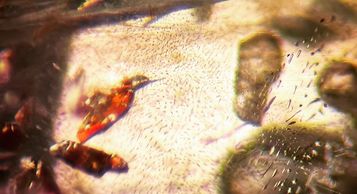 Sammantha Maclachlan FGA