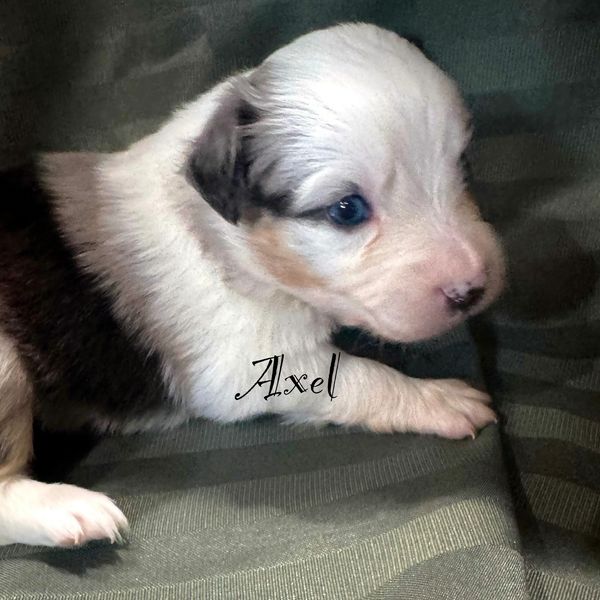 A young puppy named Axel lying down on a green fabric surface.