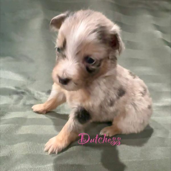 Tiny spotted puppy sitting on a green surface.