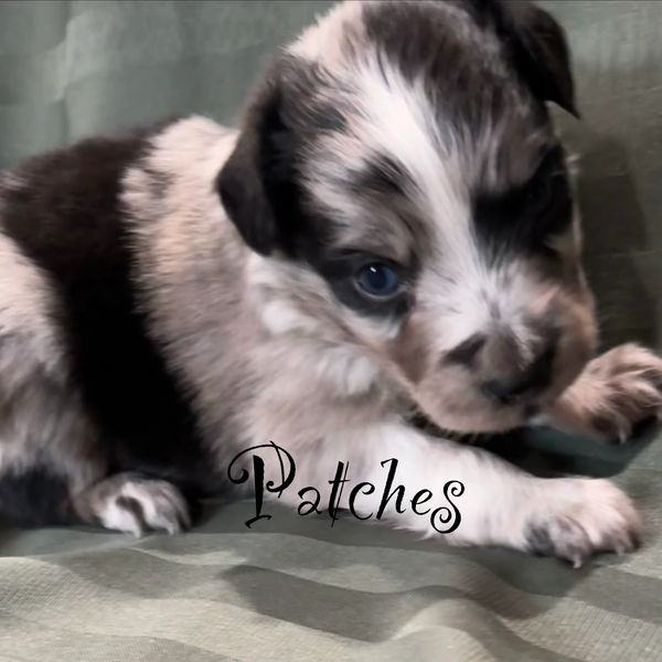 Adorable black and white spotted puppy named Patches lying on a green fabric.