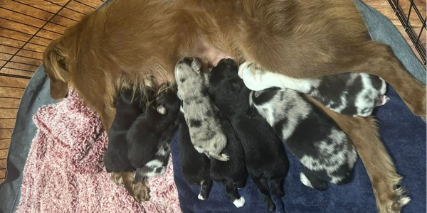 Mother dog nursing her litter of mixed-color puppies in a cozy pen.