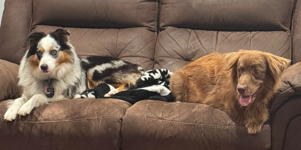 Two dogs relaxing on a brown couch together.