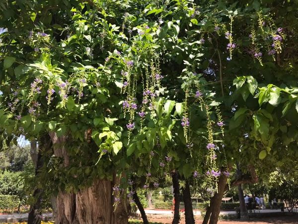 Anton Gardens, Malta