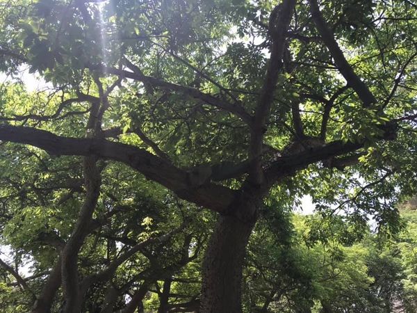 Anton Gardens, Malta