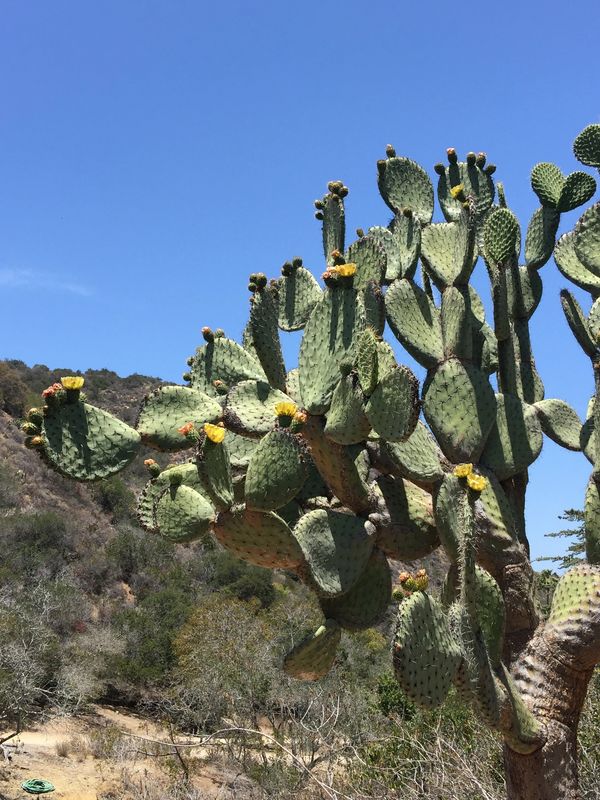 Wrigley Memorial and Botanical Gardens, Avalon, Catalina