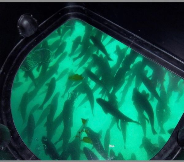 Semi-submarine tour to Lover's Cove, Catalina