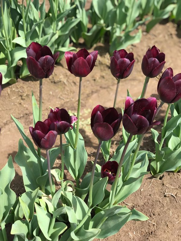 Wooden Shoe Tulip Farm and Vineyard
