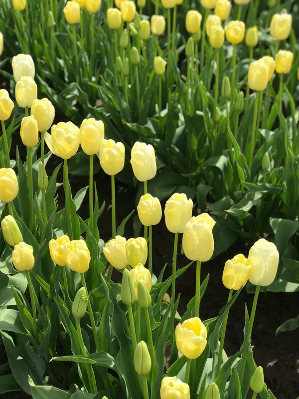 Wooden Shoe Tulip Farm and Vineyard