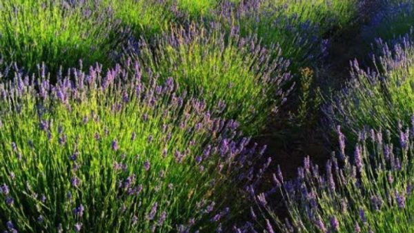 Hvar Island, Lavender Festival, Dalmatian Islands, Croatia