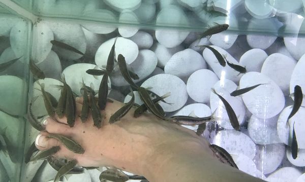 Kissingfish pedicures, Oia, Santorini