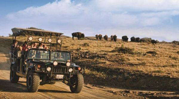 Bison Expedition Tour, Avalon, Catalina