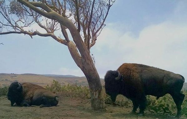 Bison Expedition Tour, Avalon, Catalina