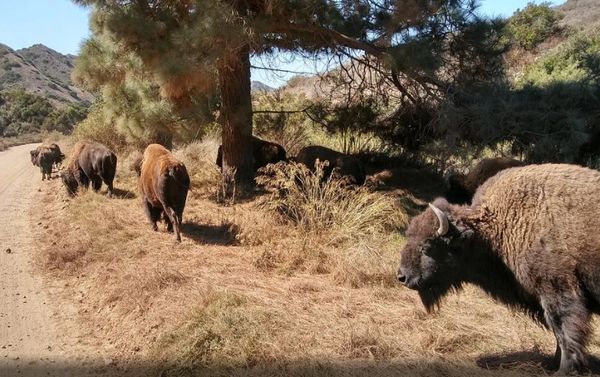 Bison Expedition Tour, Avalon, Catalina