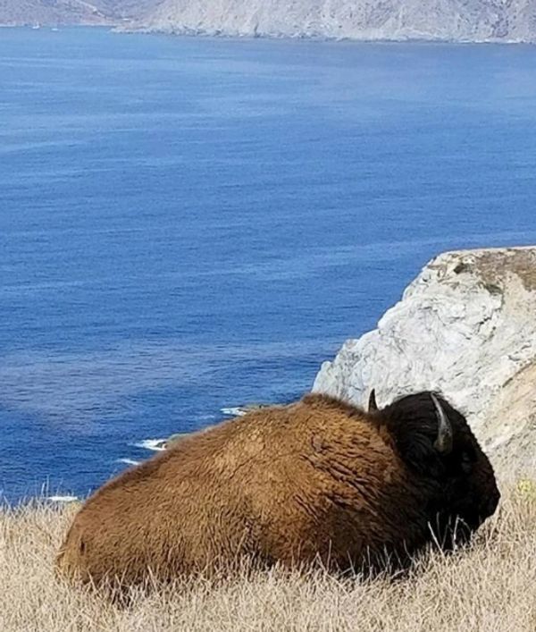 Bison Expedition Tour, Avalon, Catalina