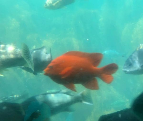 Adult Girabaldi, Semi-submarine tour to Lover's Cove, Catalina
