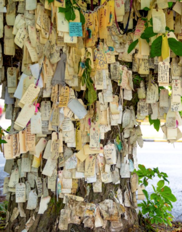 The Wishing Tree, Portland